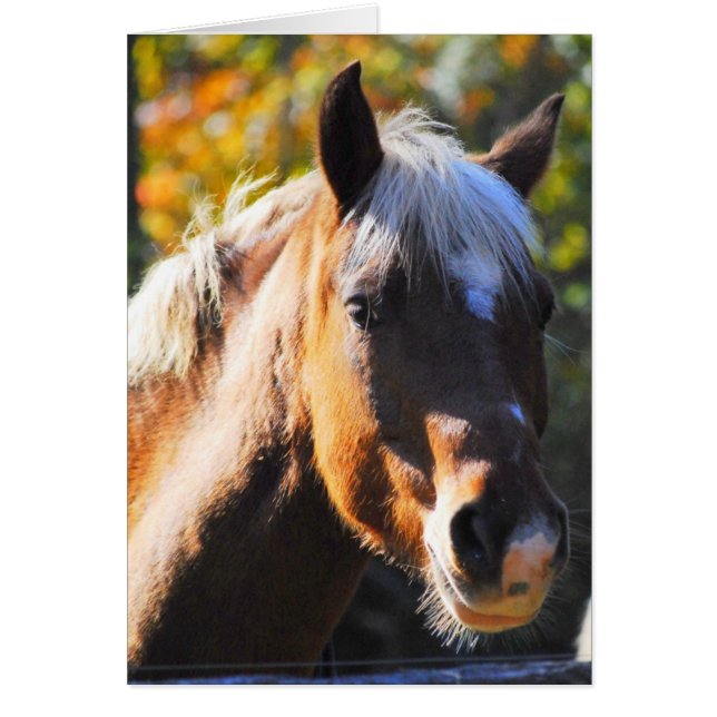 Happy Horse (Voorkant)