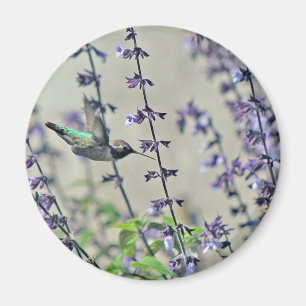 Happy Hummingbird II Magneet