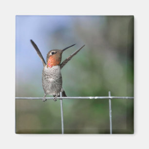 Happy Hummingbird Magnet Magneet