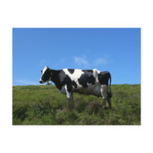 Happy Koe Briefkaart