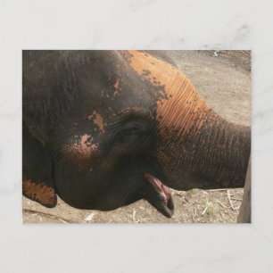 Happy Laughing Elephant Foto in Thailand Briefkaart
