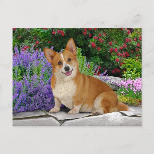 "Happy Little Corgi" Briefkaart (Voorkant)