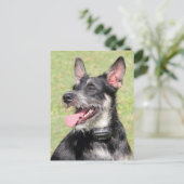 Happy Little Furry Black en White Dog Closeup Briefkaart (Staand voorkant)