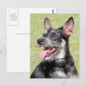 Happy Little Furry Black en White Dog Closeup Briefkaart (Voorkant / Achterkant)