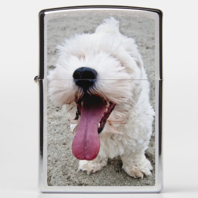 Happy Malteese puppy (Voorkant)