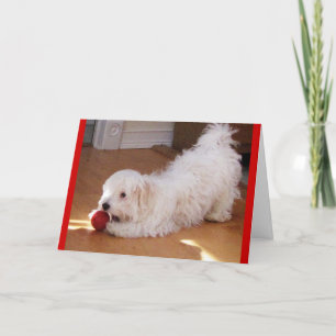 Happy Moederdag - Havanese puppy Kaart