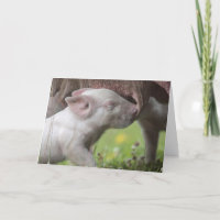 Happy Moederdag Nursing Piglet Kaart