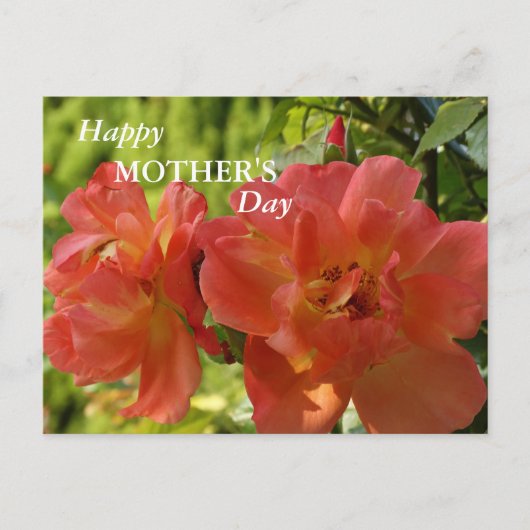 Happy Moederdag Pink Roses Briefkaart (Voorkant)