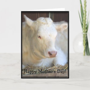 Happy Moederdag Witte koe wenskaart Kaart