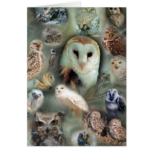 Happy Owls (Voorkant)