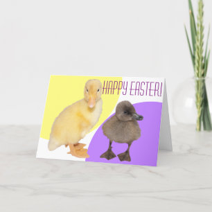 Happy Paast Schattige Fuzzy Ducklings Fotografie Feestdagen Kaart