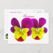 Happy Pansy Greetings Briefkaart (Voorkant / Achterkant)