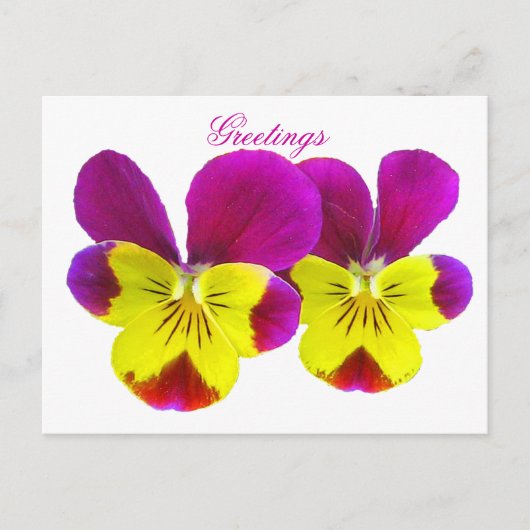 Happy Pansy Greetings Briefkaart (Voorkant)