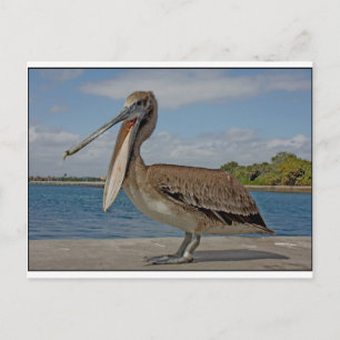 Happy Pelican Briefkaart