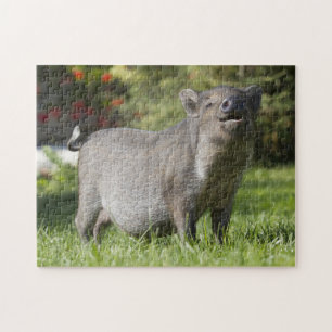 Happy Pet Mini Pig Legpuzzel