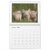 Happy Piglets - 2016-pingkalender Kalender (Jan 2026)