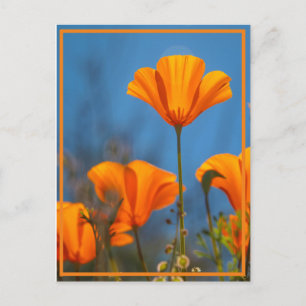 Happy Poppy Briefkaart