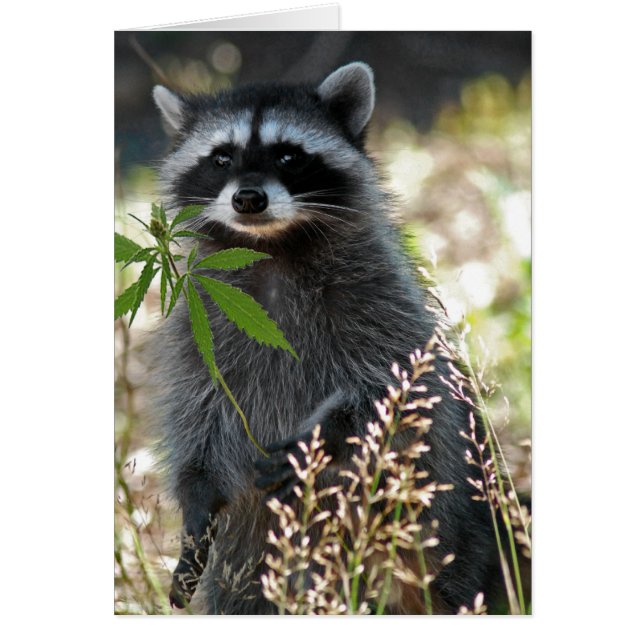 HAPPY RACCOON (Voorkant)