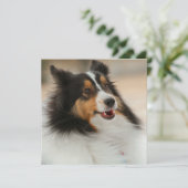Happy Shelty (Staand voorkant)