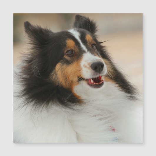 Happy Shelty (Voorkant)