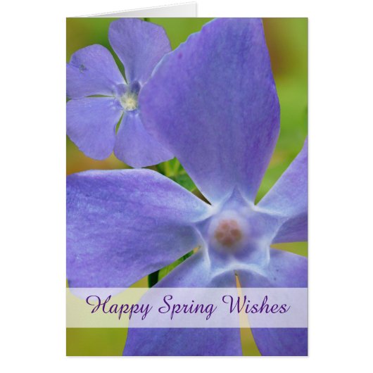 Happy Spring Flowering Vinca Paarse Blooms (Voorkant)