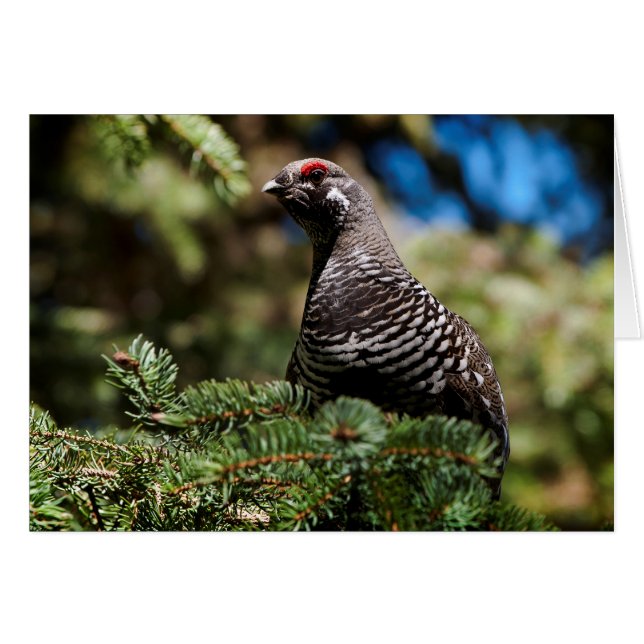 Happy Spruce Grouse (Voorkant Horizontaal)