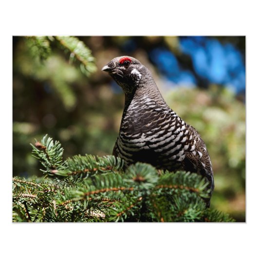 Happy Spruce Grouse Foto Afdruk (Voorkant)