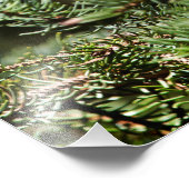 Happy Spruce Grouse Foto Afdruk (Hoek)