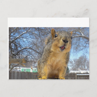 Happy Squirell Briefkaart
