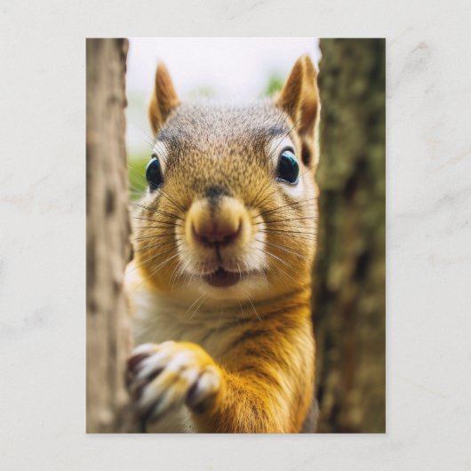 Happy Squirrel Briefkaart (Voorkant)