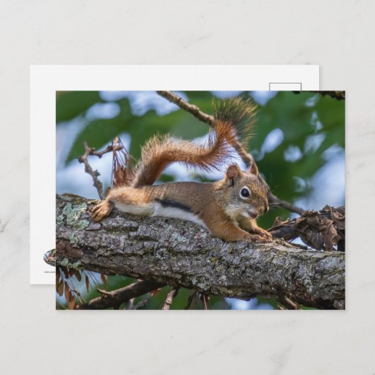Happy Squirrel Briefkaart (Voorkant / Achterkant)
