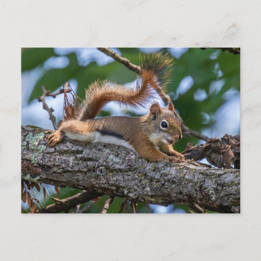 Happy Squirrel Briefkaart (Voorkant)