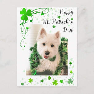 Happy St. Patrick's Day, Westie Dog is klaar Briefkaart