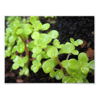 Happy Stonecrop Foto Afdruk