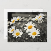 Happy Summer Daisies Briefkaart (Voorkant / Achterkant)