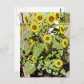 Happy Sunflower Briefkaart (Voorkant / Achterkant)
