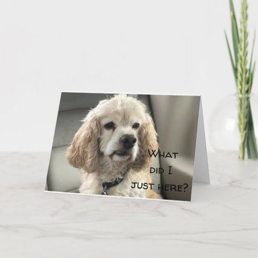 HAPPY SWEET **16** DE LA CARTE SPANIEL DE COCKER (Devant)