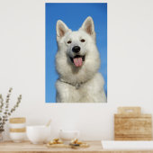 Happy Swiss Shepherd dog Poster (Keuken)