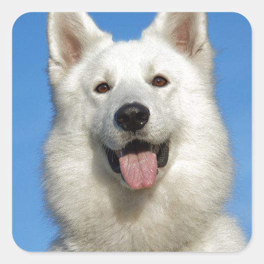 Happy Swiss Shepherd dog Vierkante Sticker (Voorkant)