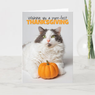 Happy Thanksgiving Schattigee poeskat met pompoen Feestdagen Kaart