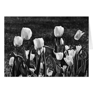Happy Tulips Black en White