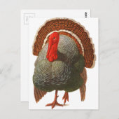 Happy Turkey Day  Turkije Briefkaart (Voorkant / Achterkant)