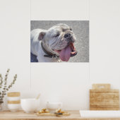 Happy White Bulldog Poster (Keuken)