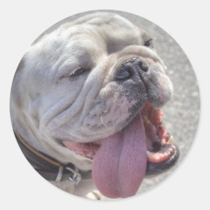 Happy White Bulldog Ronde Sticker