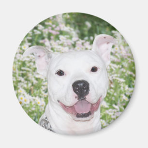 Happy white pitbull magneet