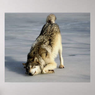 Happy Wolf op Frozen Pond Poster