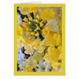 Happy Yellow Blooms is het lied van de zon. 6:1 Gr