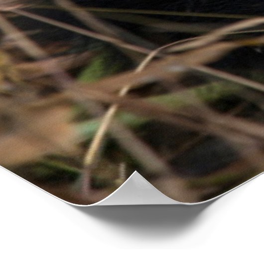 Happy young panda, China Poster (Hoek)