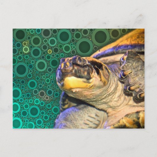 Happy Zee Turtle Briefkaart (Voorkant)
