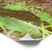 HAPUU FERN PULU PERFECT POSTER (Hoek)